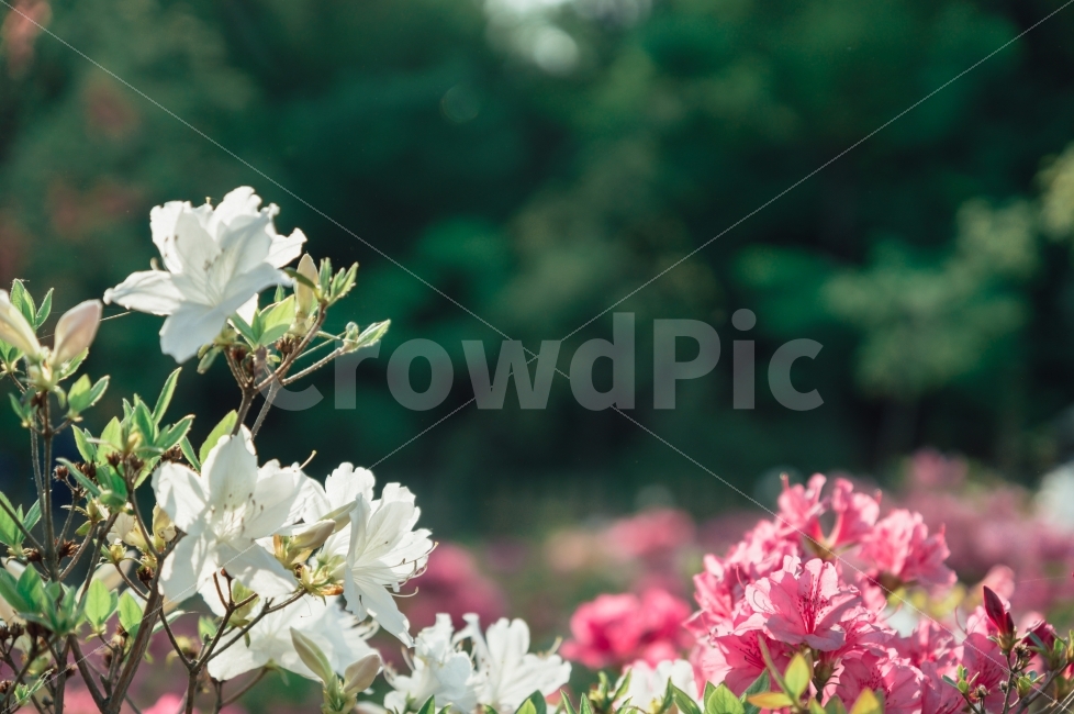 철죽,자연,봄날,숲,꽃,식물,자연,plants,nature,꽃,flower,감성,sensible,feeling