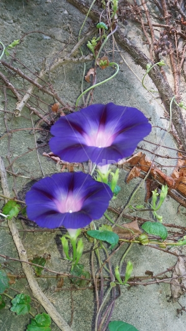 나팔꽃,꽃,자연,두송이,여름,식물,자연,plants,nature,꽃,flower