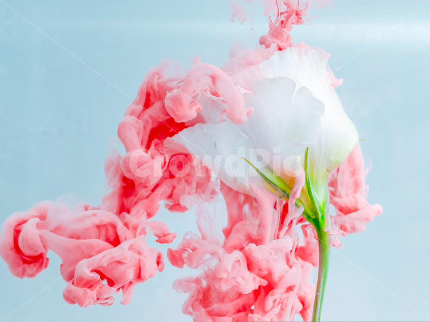 꽃,잉크,물감,flower,색감,감성,art,꽃,flower,색깔,색상,색채,색감,color sense,color sensitivity,feeling of color,연출,컨셉,콘셉,direction,concept