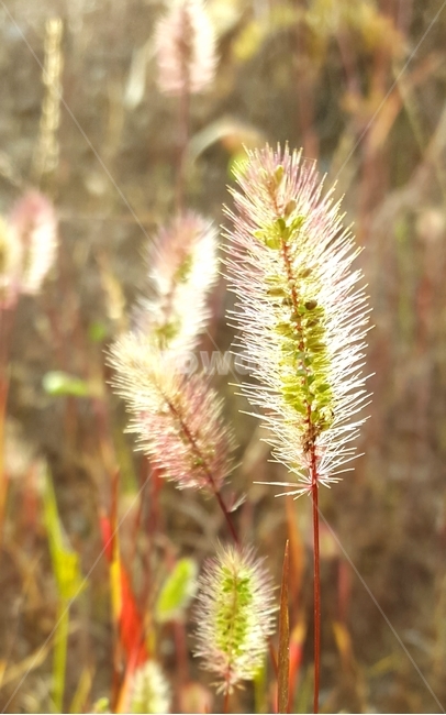 강아지풀,가을,풀,들,식물,씨앗,개꼬리풀,구미초,greenfoxtail,벼,이삭