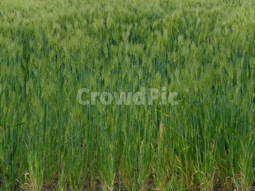청보리밭,보리밭,순천,순천만,들판,식물,자연,plants,nature