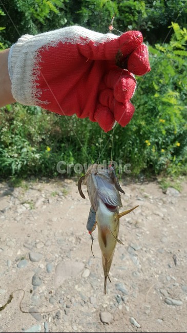 낚시,쏘가리,물고기,지렁이,미끼