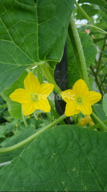 노란색꽃,오이꽃,황과,호과,박과,일년생덩굴식물,식물,식물,자연,plants,nature,꽃,flower