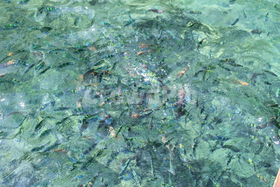 물고기,water,물,sea,바다,nature,자연,ocean,대양,암초,reef,해양생물,sealife,coralreef,산호초,fish,tropicalsea,tropicalfish,어류,물고기,fish