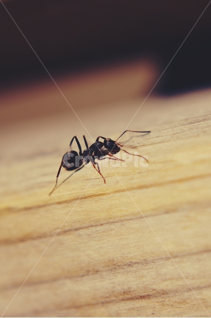 개미,ant,곤충,insect,접사,동물,animal,곤충,벌레,insect,bug