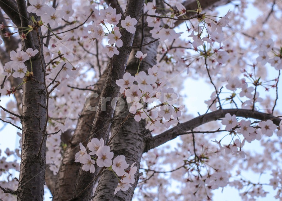봄,벚꽃,벚꽃나무,blossom,flower,봄,계절,spring,season,식물,자연,plants,nature,꽃,flower,plant,cherry blossom