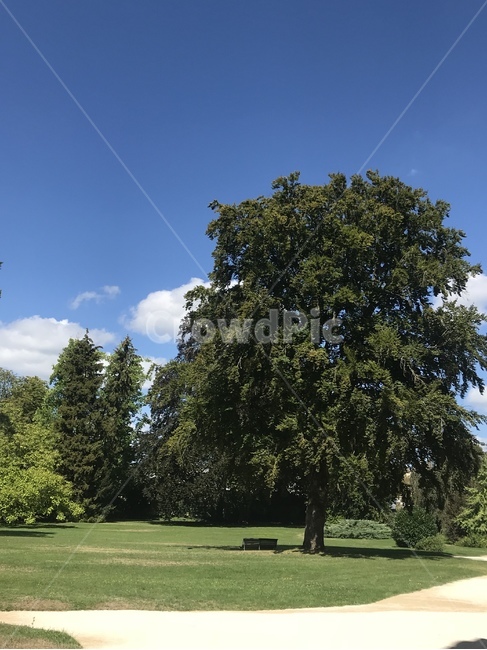 파리,퐁텐블로,정원,공원,풍경,paris,식물,자연,plants,nature,나무,trees,wood