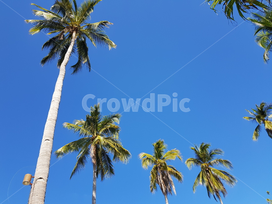 palmtree,야자수,나무,하늘,파란색,여름,식물,식물,자연,plants,nature,나무,trees,wood