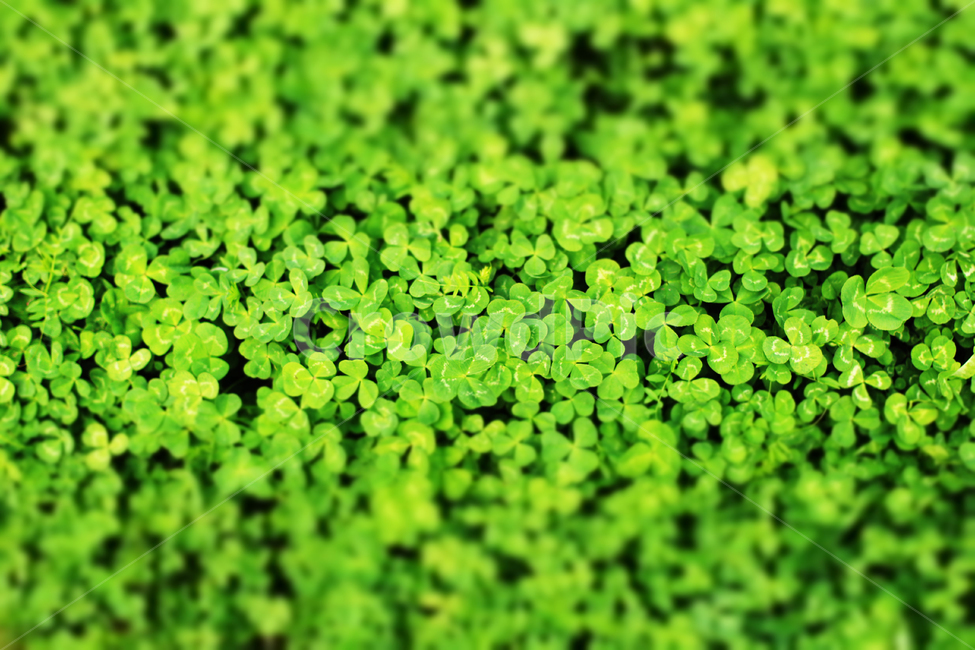 크로버,세잎크로버,풀,봄,새싹,식물,자연,plants,nature