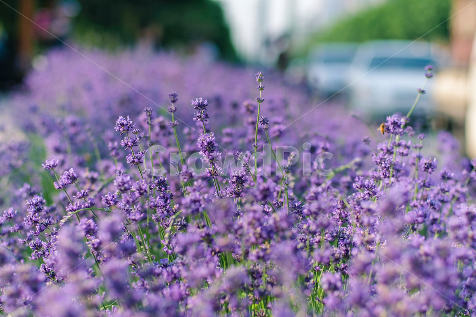 봄,감성사진,핑크,꽃사진,flower,꽃잎,자연,축제,식물,nature,길,라벤다,lavender,라벤터,식물,자연,plants,nature,꽃,flower