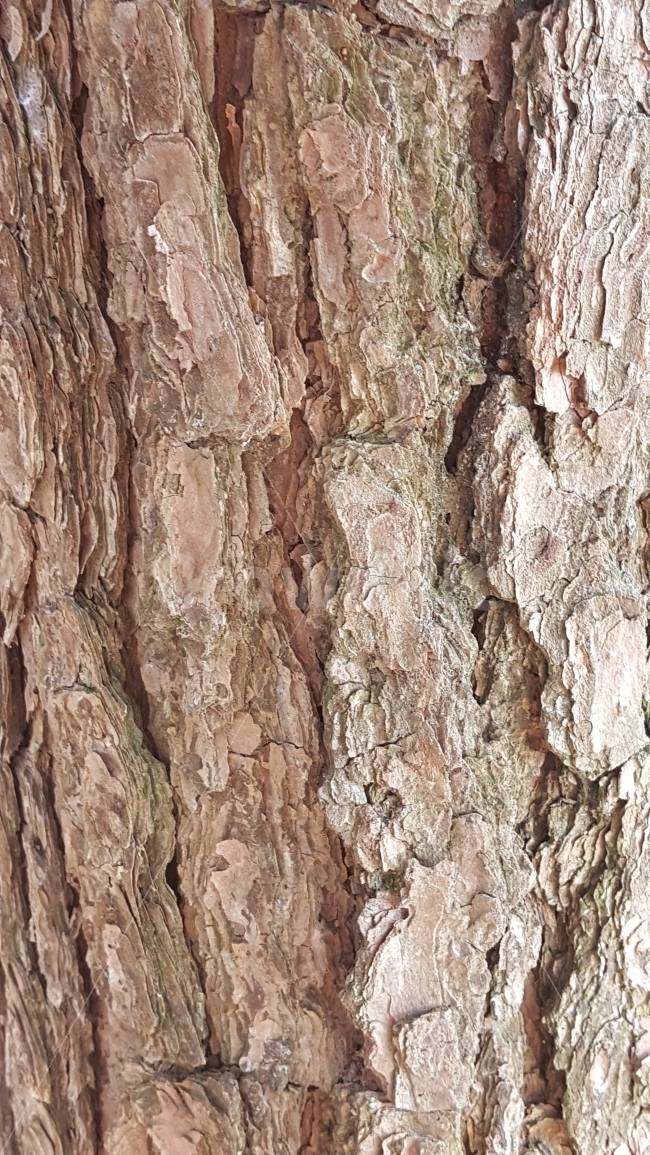패턴,소나무,껍질,굴곡,회색,바탕,텍스처,질감,패턴,texture,pattern