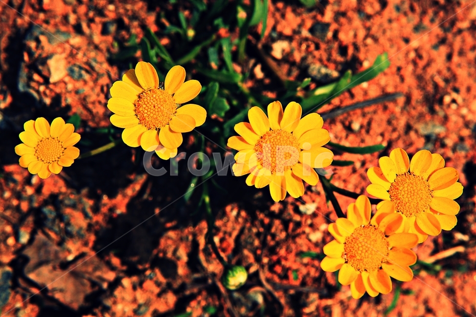 멀티콜옐로,꽃,식물,자연,배경,식물,자연,plants,nature,꽃,flower