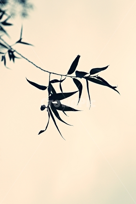 버들잎,버드나무,나무,나무잎,배경,식물,자연,plants,nature
