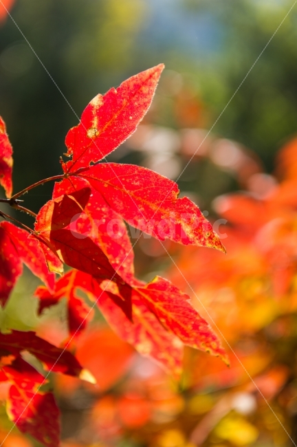 가을,단풍,붉음,낙엽,빛,플레어,감성,여행,가을,계절,fall,autumn,season,식물,자연,plants,nature,감성,sensible,feeling,leaf,잎,plant,tree,나무,maple