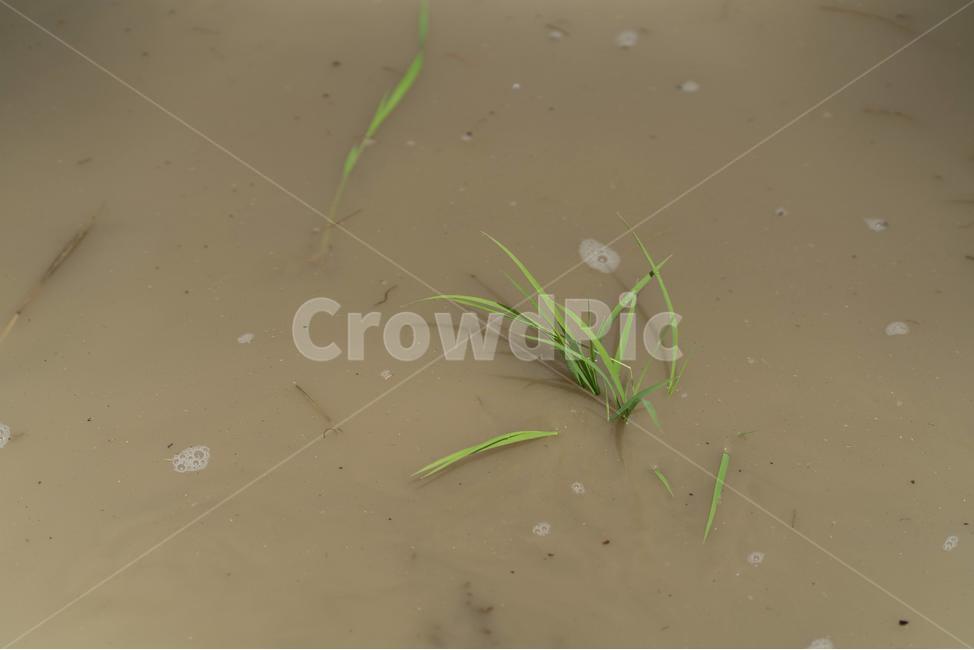 여름,모내기,자연,풍경,쌀,농사,풀,논,논밭,식물,자연,plants,nature,산업,industry,industrial,농업,농사,agriculture,farming,farming industry
