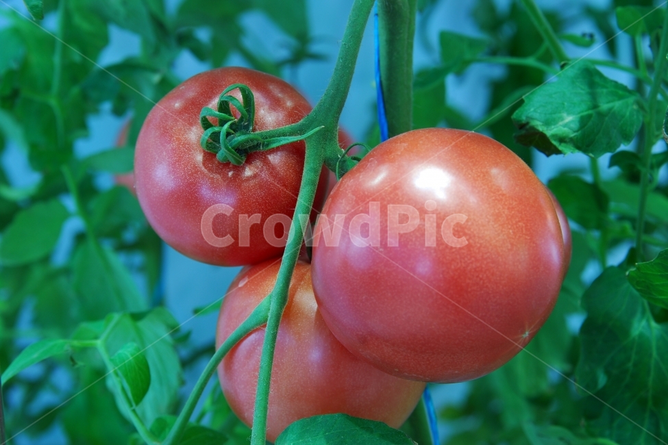 토마토,과일,채소,음식,재배,농산물,농작물,붉은,레드,농장,과수원,식물,음식,식재료,요리,food,cook,meal,dishes,food reserves,채소,야채,vegetables