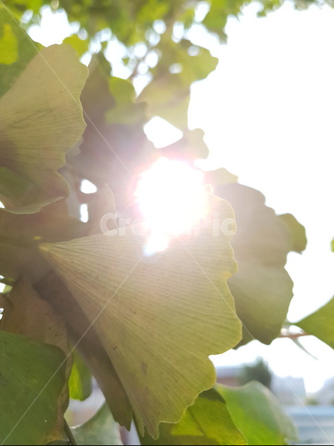 은행나무,가을,은행잎,나뭇잎,잎,leaf,식물,plant,빛,햇빛,light,sunlight,tree,나무,식물,자연,plants,nature