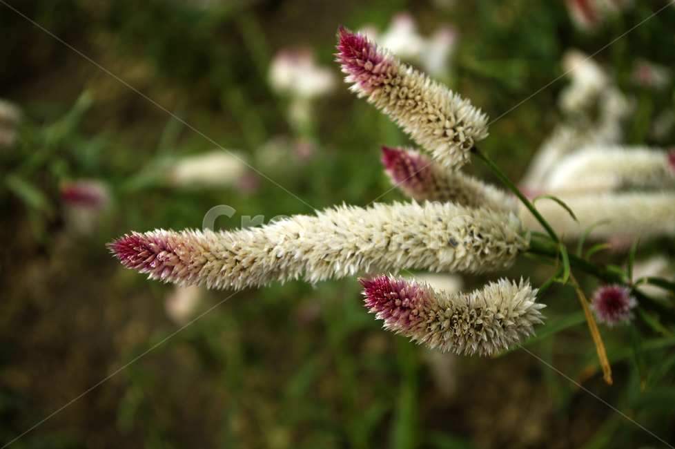 꽃,식물,flower,plant,맨드라미,식물,자연,plants,nature,꽃,flower