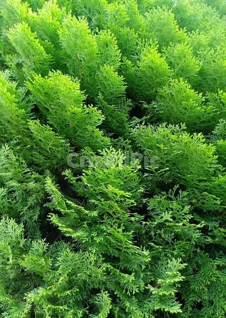 tree,plant,나무,측백나무,식물,식물,자연,plants,nature