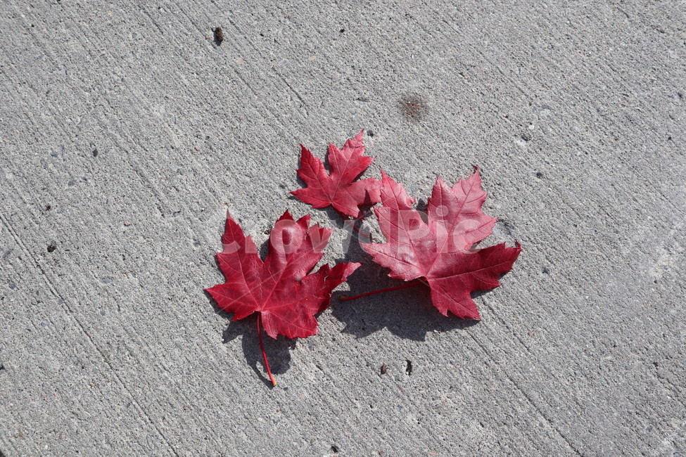 단풍잎,단풍,빨간색,돌바닥,leaf,잎,maple,mapleleaves,가을,계절,fall,autumn,season,plant,식물,tree,나무