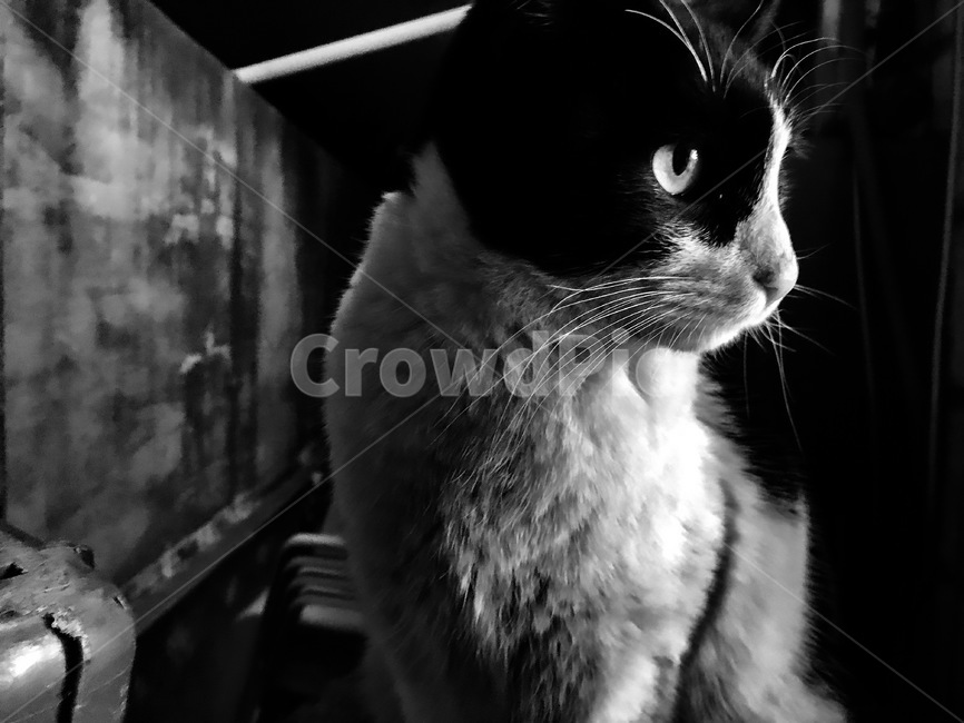 길고양이,흑백,동물,애완동물,대비강한,고양이,pat,cat,animal,동물,animal,포유류,mammal,고양이,cat,kitten,kitty,흑백,모노톤,monochrome,black and white