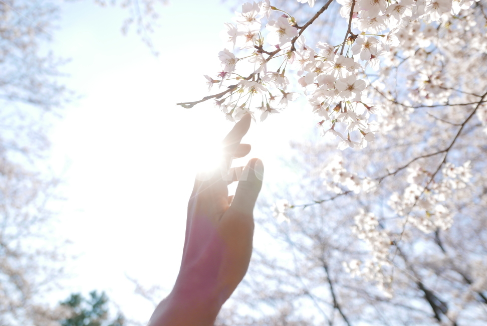 벚꽃,벚나무,손,감성,플레어,하늘,손가락,봄,계절,spring,season,plant,식물