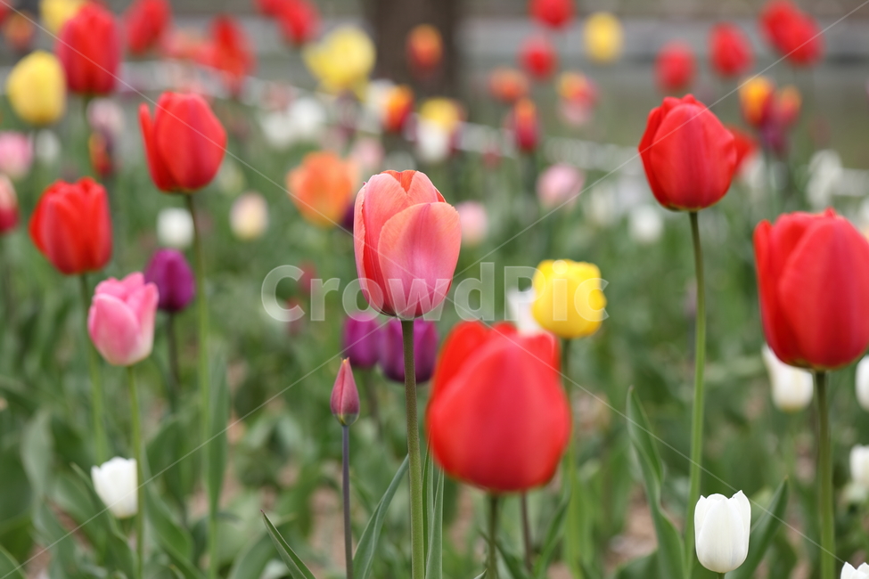 꽃,튤립,봄,공원,자연,풍경,꽃밭,flower,tulips,spring,park,landscape,봄,계절,spring,season,식물,자연,plants,nature,꽃,flower,plant,blossom