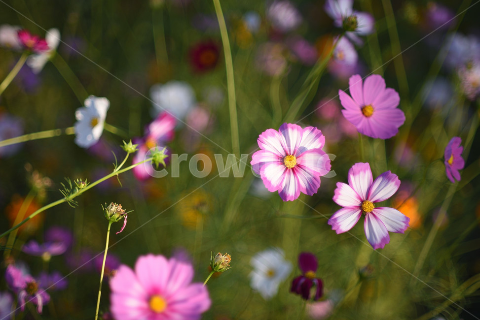 코스모스,식물,풍경,꽃,야생화,가을꽃,flower,가을,가을,계절,fall,autumn,season,식물,자연,plants,nature,꽃,flower,geranium,제라늄,plant,blossom
