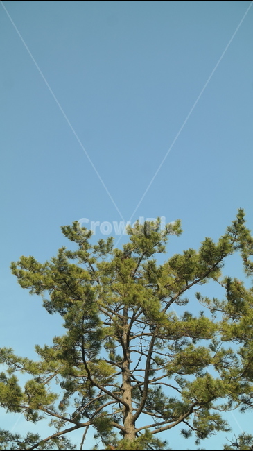 소나무,나무,자연,향나무,wood,green,sky,하늘,blue