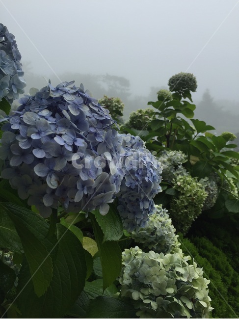 수국,꽃,안개,흐린날씨,잎,파란색꽃,푸른꽃,흰꽃,mist,fog,hydrangea,leaf,우울한,blue