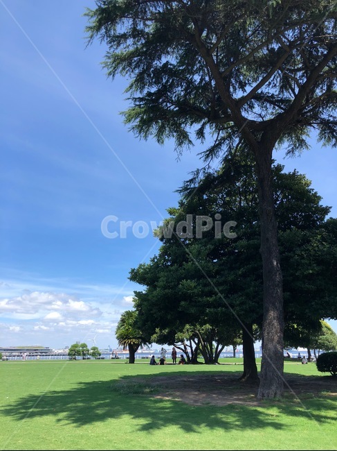 나무,공원,맑은날씨,들판,park,sunnyday,tree,자연,풍경,nature,landscape,grass,잔디,plant,식물