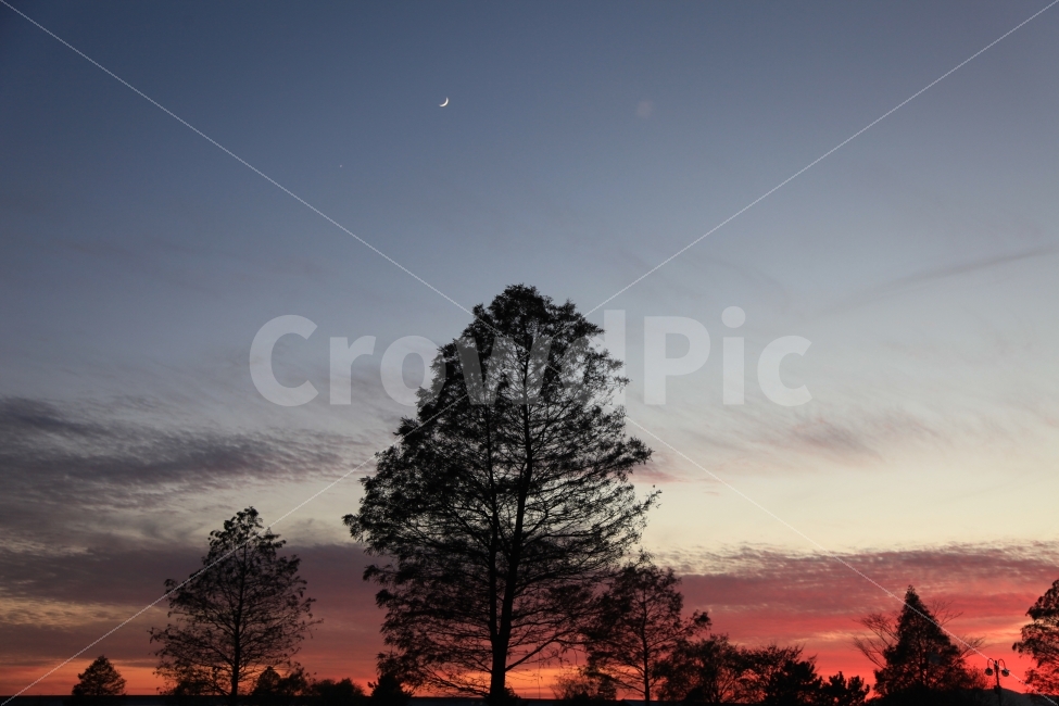 일몰,부산,사상,삼락생태공원,나무,자연,달,자연,풍경,nature,landscape,야경,밤,nightscape,night,식물,plants,나무,trees,wood,실루엣,그림자,silhouette,shadow,outdoors,옥외,sky,하늘,dawn,새벽,red sky,붉은 하늘,dusk,황혼,sunset