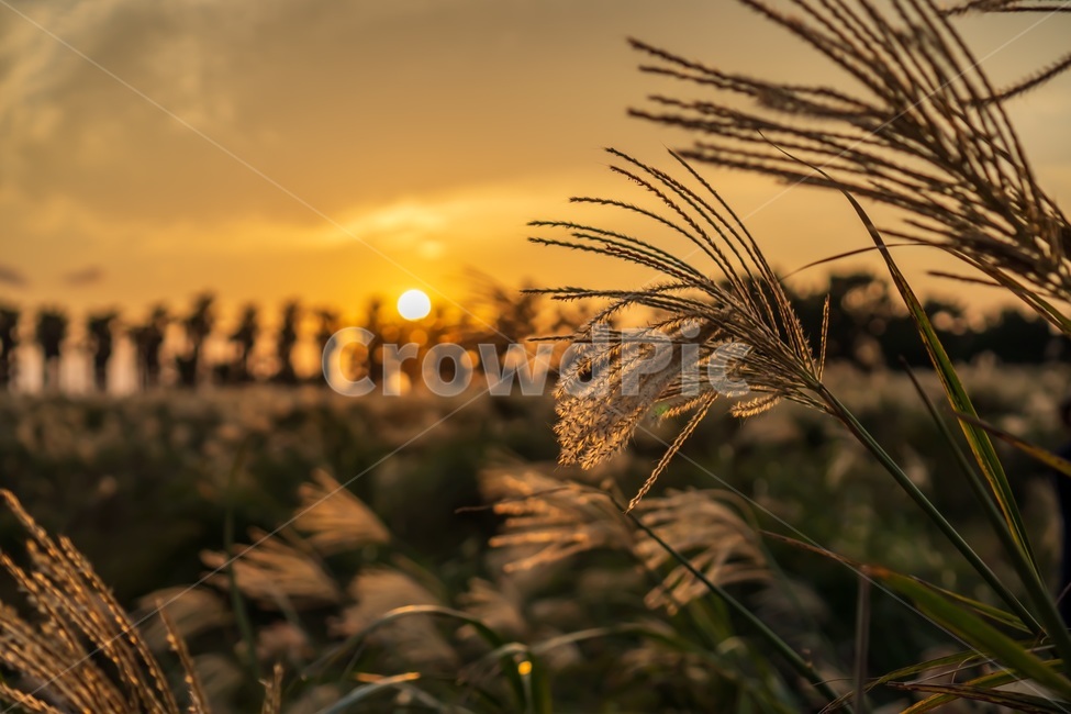 잔디,식물,grass,plant,가을,가을,계절,fall,autumn,season,식물,자연,plants,nature