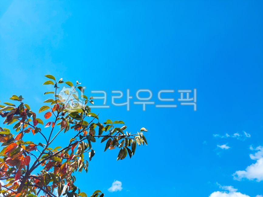 sky,blue sky,sweet persimmon,Fruit,nature,autumn background,fruit,clear sky,tree,leaf,food,plants,persimmon,ingredients,persimmon tree,autumn,Sky of Autumn