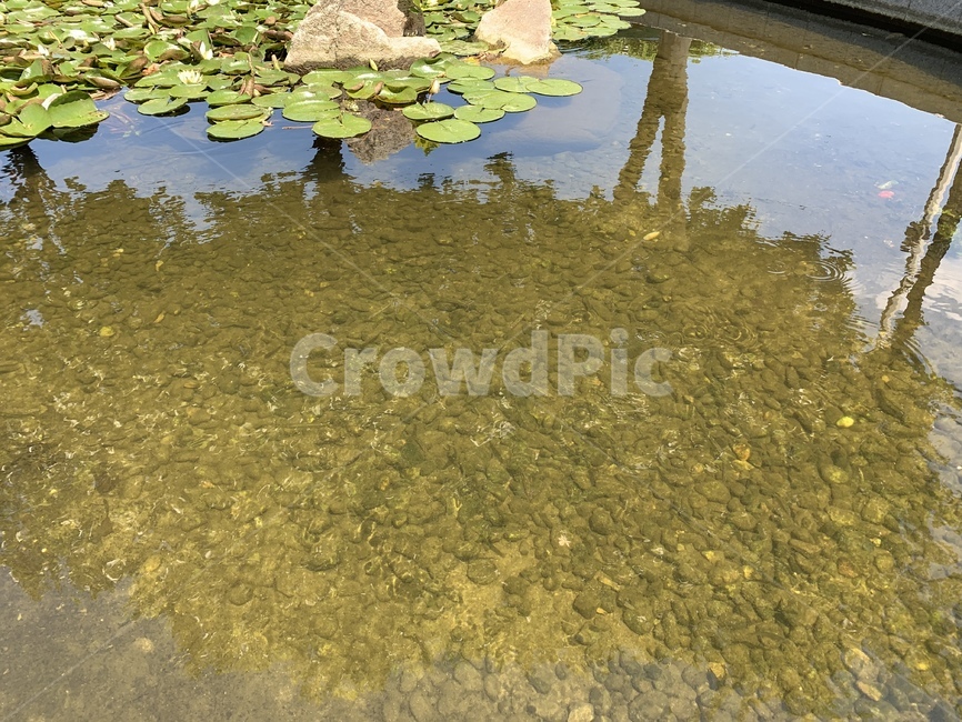연못,물가,물,수련,여름,바위,돌,자갈,풀,pond,waterside,water,waterlily,summer,rock,gravel,grass