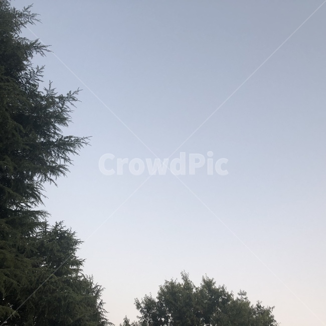 나무,하늘,저녁,식물,tree,plant,sky,자연,풍경,nature,landscape,fir,전나무