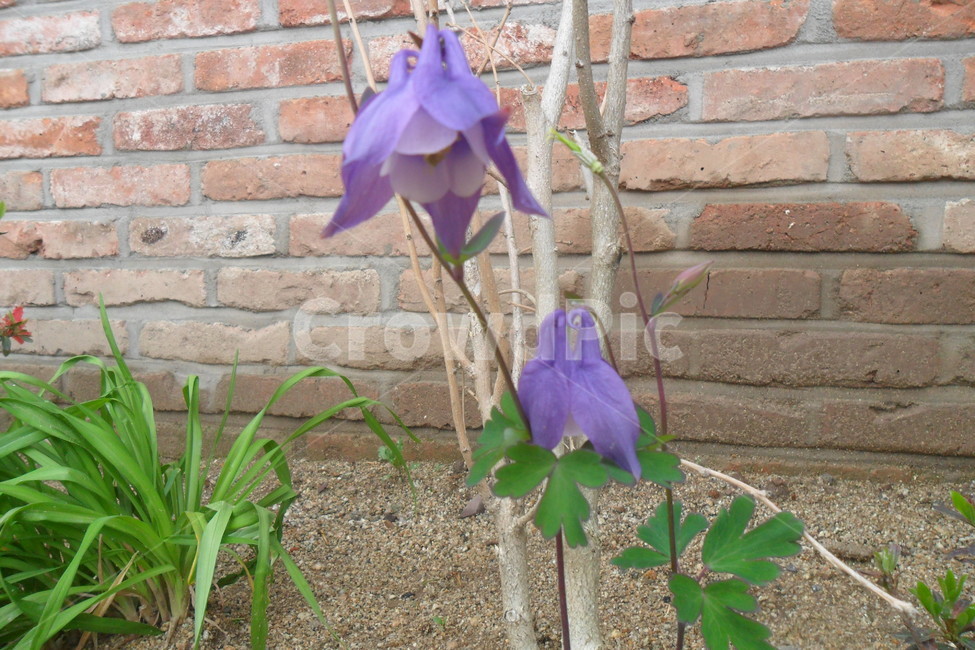 꽃,봉우리,화단,식물,보라색,흙,벽돌,flower,식물,자연,plants,nature,꽃,flower