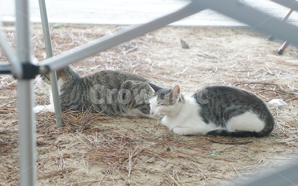 고양이,길고양이,고양이식빵자세,고양이낮잠,낮잠,cat,동물,animal,포유류,mammal,고양이,cat,kitten,kitty