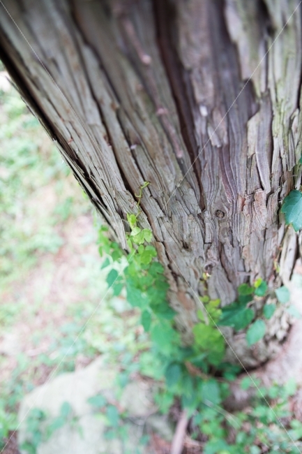 풍경,자연,넝쿨,나무,나무표면,식물,자연,plants,nature