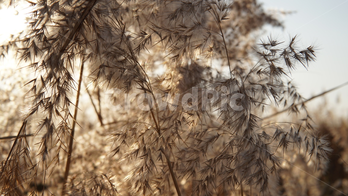 갈대,식물,가을,배경,하늘공원,가을,계절,fall,autumn,season,grass,잔디,plant