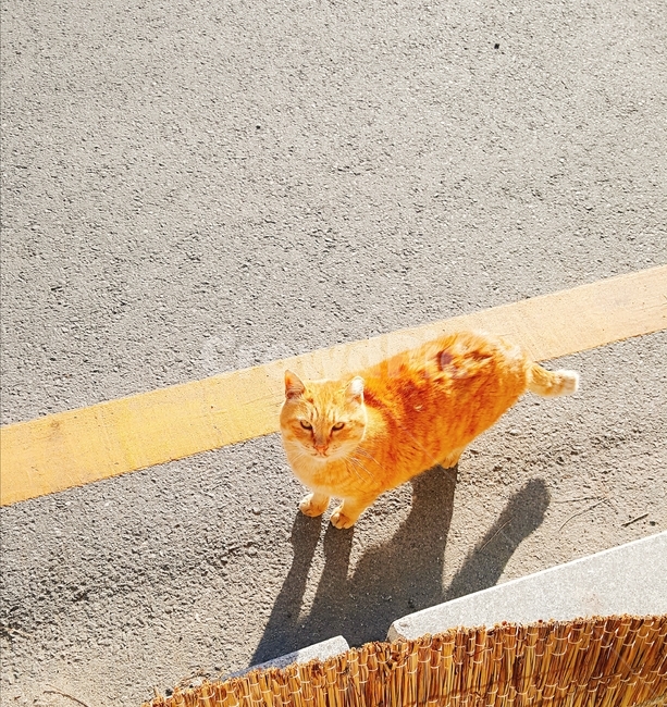 고양이,cat,동물,도로,갈색고양이,길가,고양이,cat,kitten,kitty