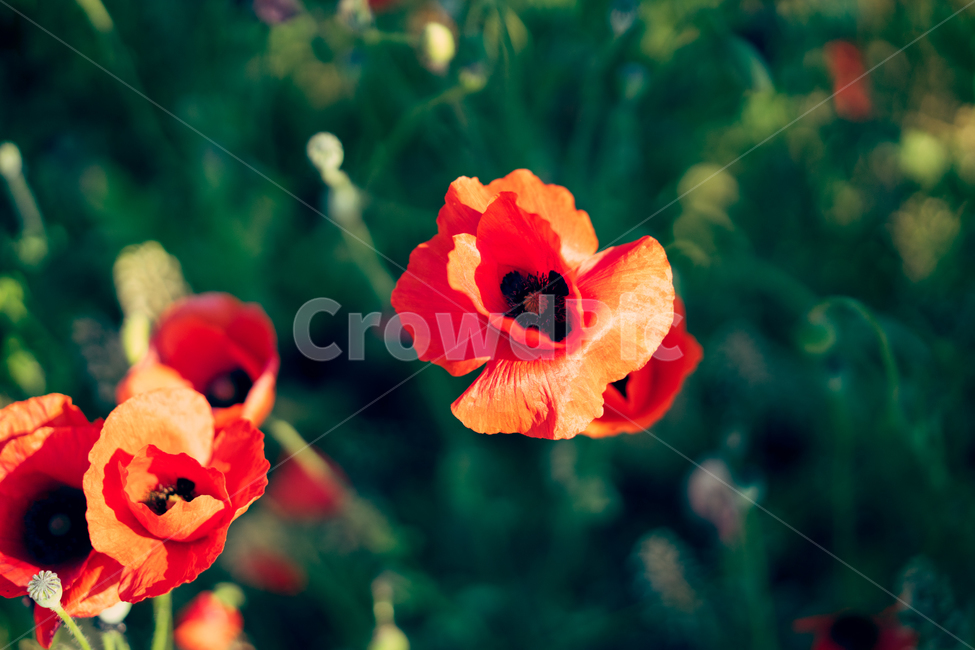 봄,봄꽃,자연,감성,봄내음,봄향기,꽃향기,식물,자연,plants,nature,꽃,flower,감성,sensible,feeling,색깔,색상,색채,색감,color sense,color sensitivity,feeling of color