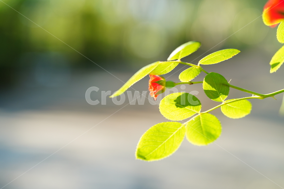 꽃,플라워,색감,식물,생명,생물,flower,컬러,plant,leaf,잎,식물,자연,plants,nature,꽃,flower