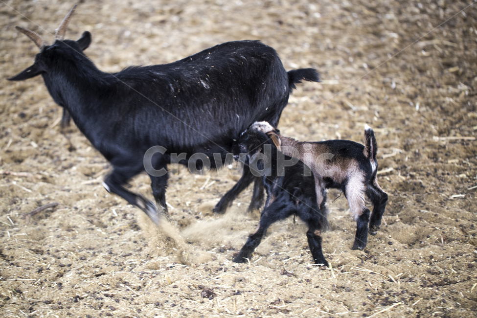 염소,흑염소,동물,포유류,초식동물,동물원,새끼,가족,동물,animal,포유류,mammal,목축업,목장,livestock farming,ranching,pasture