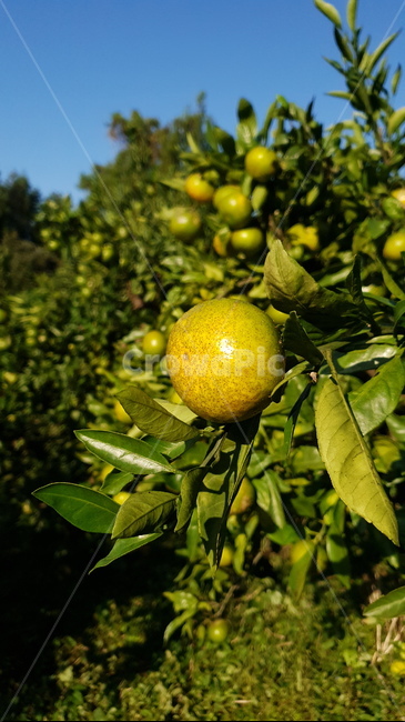 감귤,서귀포,노지감귤,제주,내츄럴,과일,과일,열매,fruit