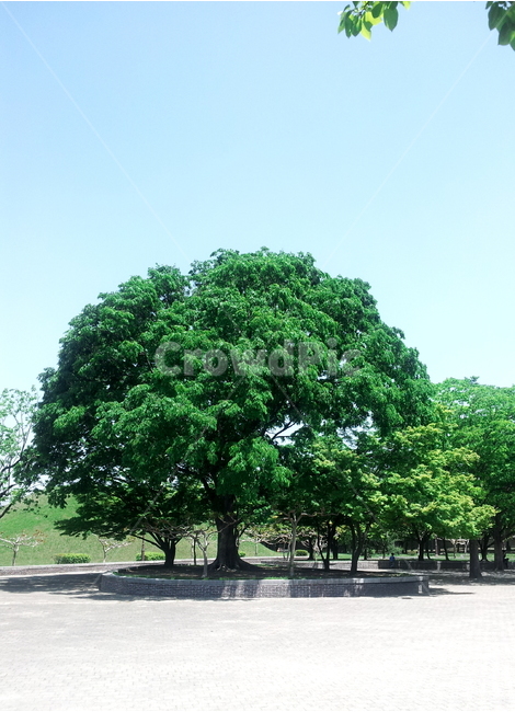 나무,풍경,하늘,여행,운치,식물,자연,plants,nature,나무,trees,wood