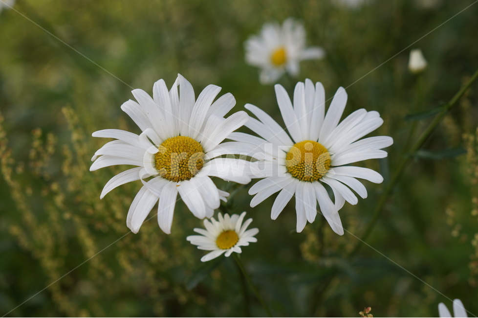 데이지,꽃,흰색,풍경,풀,평화,식물,자연,plants,nature,꽃,flower