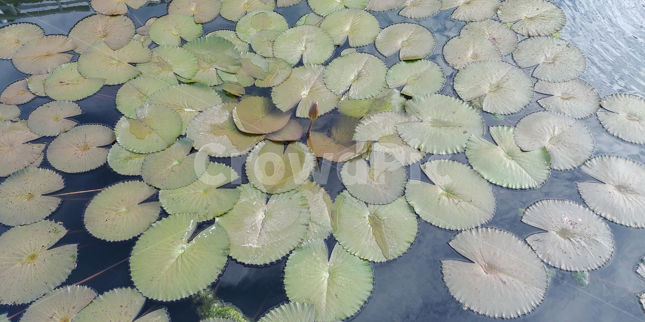 연꽃,물,잎,보라색꽃,가시연,7월,8월,아름다움,plant,식물,flower,blossom,water,nature,자연