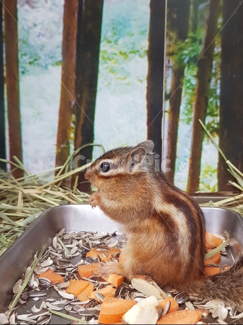 다람쥐,다람쥐밥,나무,동물,소동물,동물,animal,포유류,mammal
