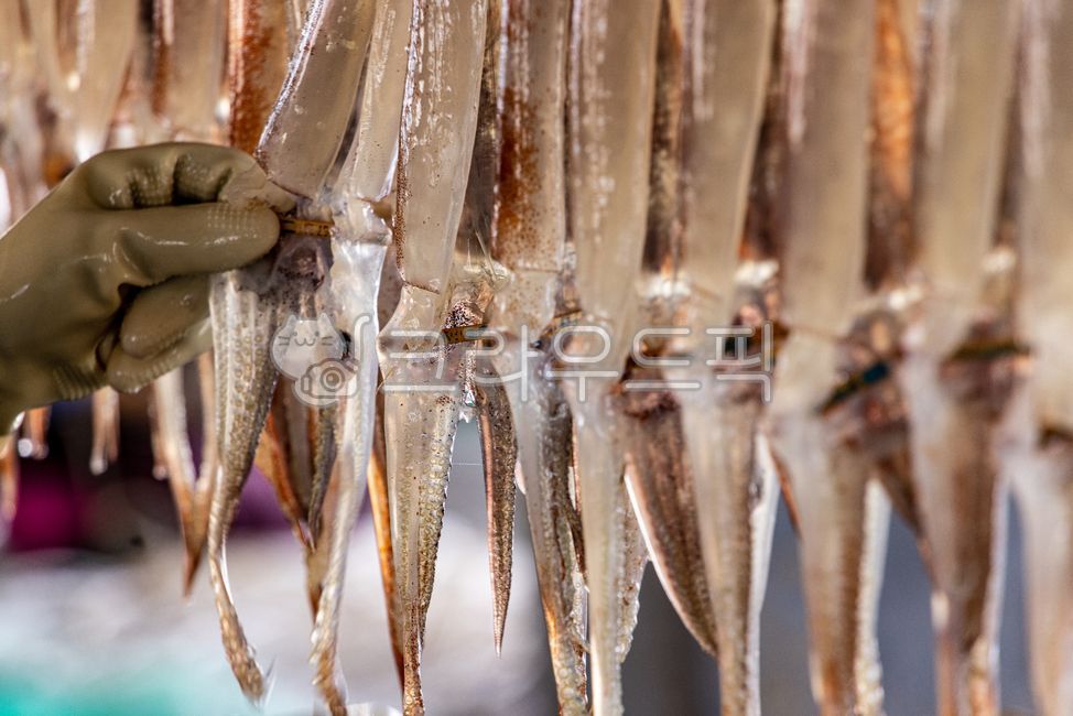 오징어,울릉도오징어,건조작업,말린오징어,오징어말리기,말리기,울릉도,오징어건조,산오징어,squid,fish,driedsquid